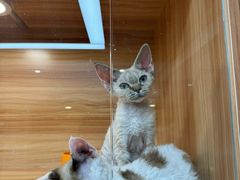 -猫十亿·布偶金渐层·曼基康矮脚猫舍(青年路店)