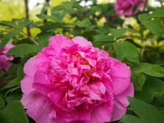 -洛阳市隋唐城遗址植物园