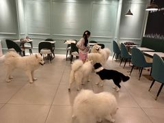 -安格丽娜·狗咖·猫咖羊驼咖(春熙路百盛商场店)