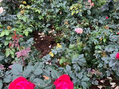 -人民公园(罗湖区)