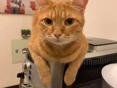 -瑞鹏宠物医院犬猫全科(真大分院)