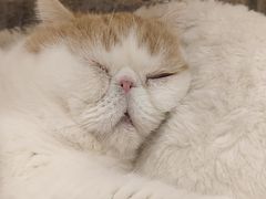 -滚猫咖啡·猫咖·猫友好撸猫(未来城店)