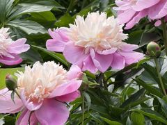 -沈阳植物园