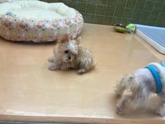 -帕帕拉兹宠物(亚洲旗舰店)