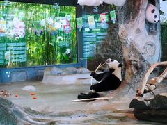 -海南热带野生动植物园