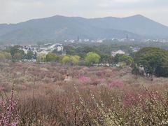 -香雪海
