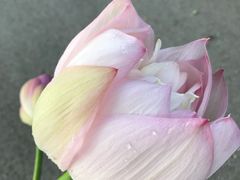-荷塘月色湿地公园·向阳花洲