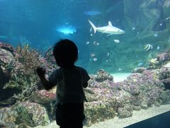 -悉尼海洋生物水族馆