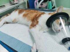 -东莞宠友24H宠物中心医院·转诊夜诊·异宠(新河北路院)