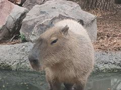 -客栈猫舍(中央北路店)