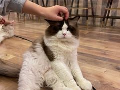 -袖虎·猫馆(体育西路店)