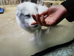 -芜湖新华联大白鲸海洋公园
