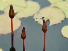 -国家植物园南园