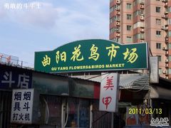 -曲阳花鸟市场(曲阳路店)