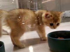 -飞行喵MR PILOT|猫舍·猫咖(静安大融城店)