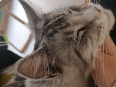 -猫在这儿猫咪咖啡馆·撸猫馆