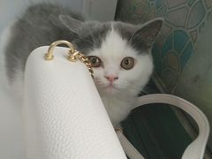 -喵的天空名猫咖啡馆·撸猫·猫舍·用品