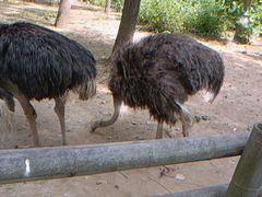 -大连森林动物园