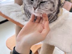 -共舞时光猫咖·狗咖(新街口店)