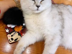 -猫小院猫主题餐厅(三里屯店)