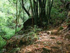 -南山植物园