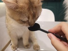 -飞行喵MR PILOT|猫舍·猫咖(静安大融城店)