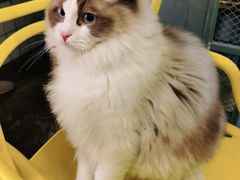 -喵屿·大理花园猫咖