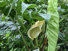 -呀路古热带植物园