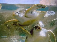 -福州罗源湾海洋世界旅游区