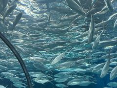 -上海海洋水族馆