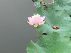 -荷塘月色湿地公园·向阳花洲