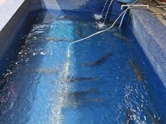 -鸿渡渔庄·特色鸭咀鱼