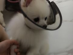 -米苏动物医院·犬猫专科·骨科外科内窥镜