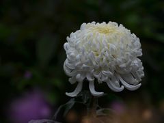 -火炉山森林公园