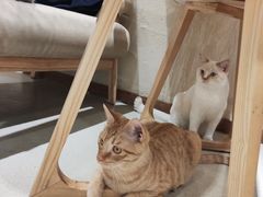 -藏猫猫咖啡主题馆(中央大道店)