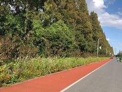 -上海长兴岛郊野公园