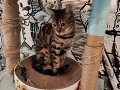 -猫小院猫主题餐厅(三里屯店)