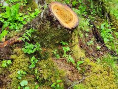 -峡谷浮石林景区