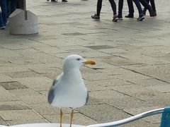 -圣马尔谷圣殿宗主教座堂