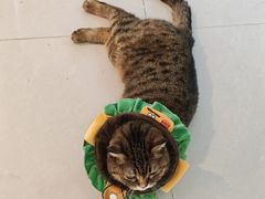 -平行世界·猫咖(首经贸店)