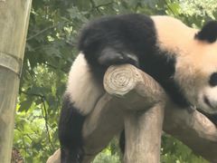 -都江堰中华大熊猫苑