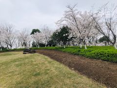 -径山花海