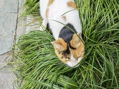 -阿姨卷饼(平凉路店)