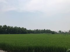 -马陆小张葡萄园农家乐