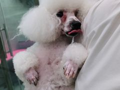 -宠福鑫康馨动物医院·骨科·眼科