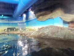-海合安武汉极地海洋公园