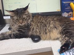 -瑞鹏宠物医院·普外科·影像科·皮肤科(城市山谷分院)