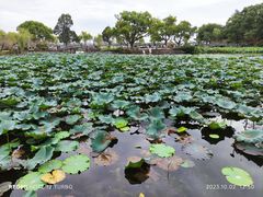 -无锡蠡湖国家湿地公园-蠡园