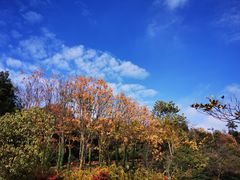 -宝界山林公园