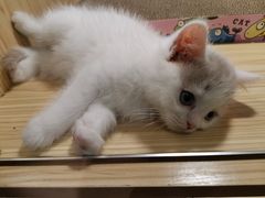 -屋虎猫馆(宝安大仟里店)
